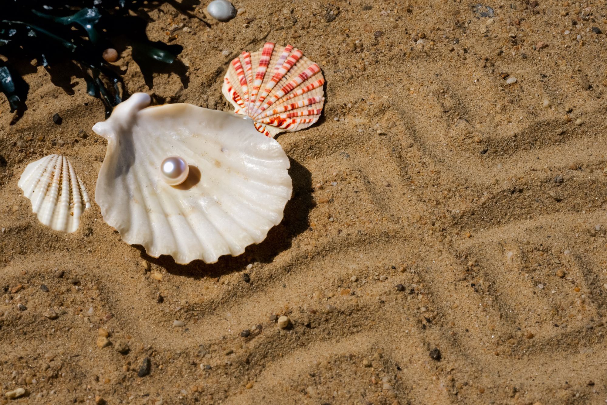 Coquillages et perle posés sur le sable
